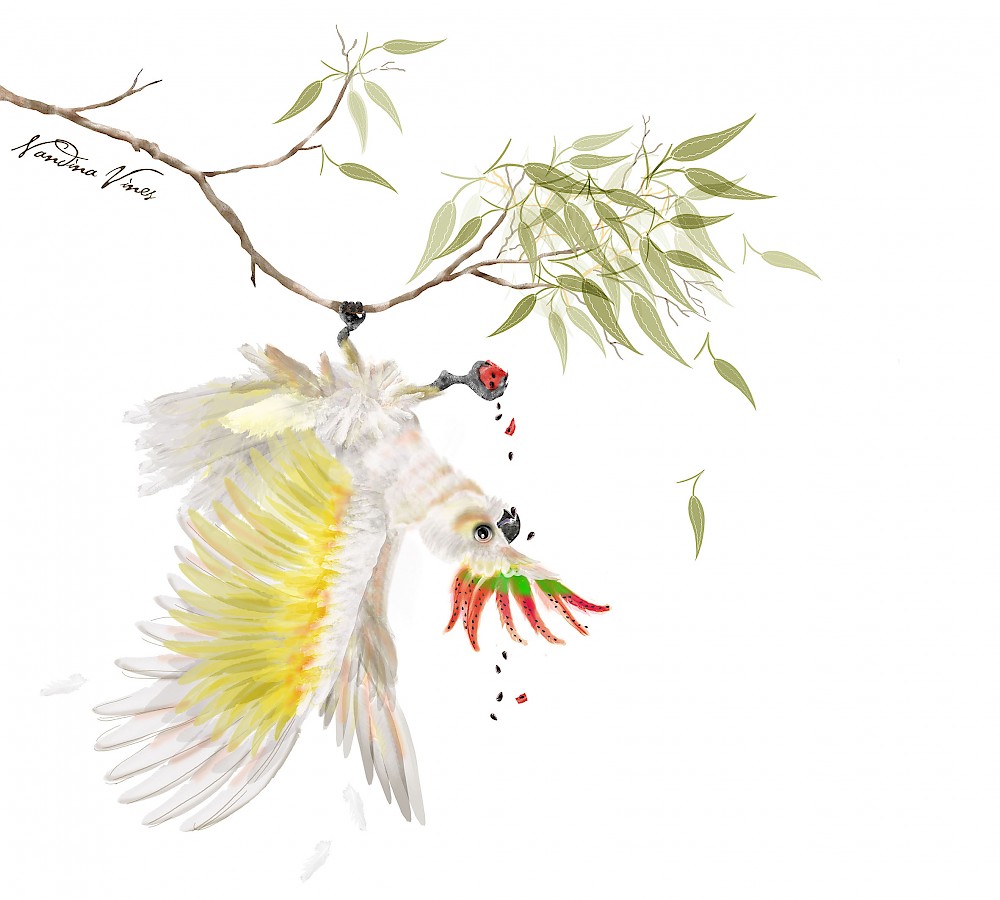 Nandina Vines Illustrator